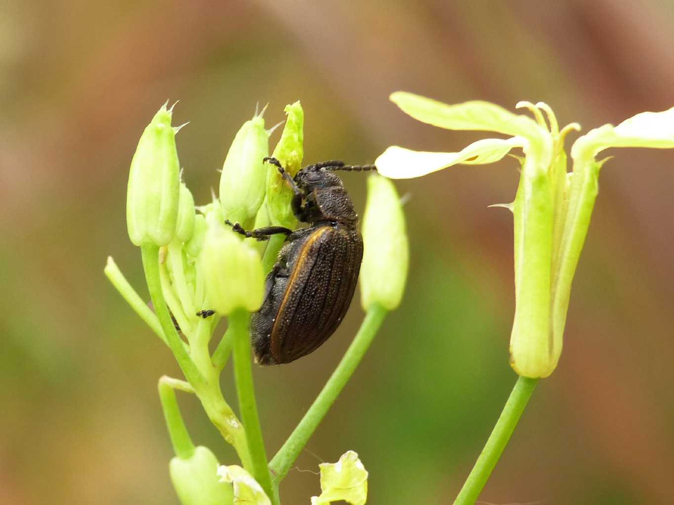 Galeruca cfr interrupta che mangia